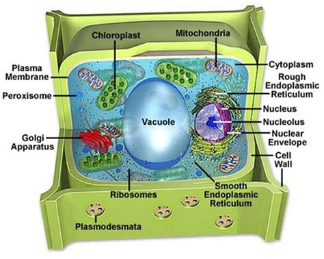 Plant Life: Vacuoles