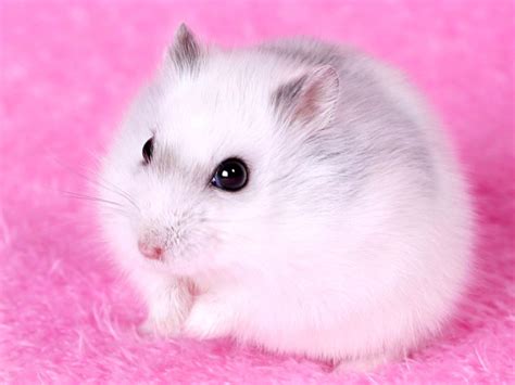 87 Wallpaper Hamster Lucu free Download - MyWeb