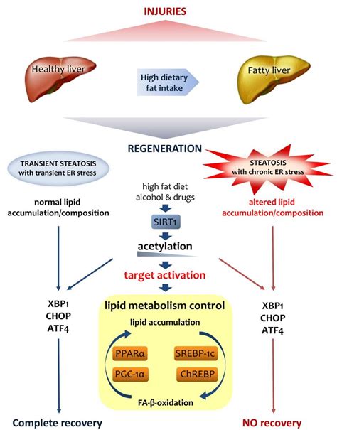 Lipid metabolism is crucial for liver regeneration. Fatty liver has an ...