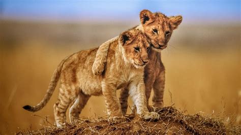 Free photo: Lion Cubs - Animal, Brown, Cubs - Free Download - Jooinn