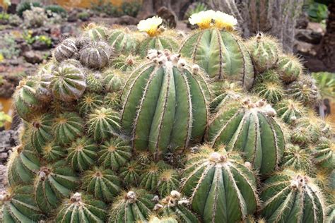 Desert - Flora, Fauna, Ecosystems | Britannica