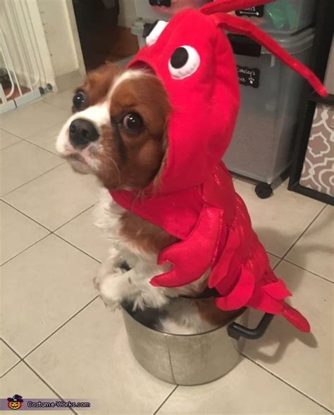 Lobster Dog Costume | Best Halloween Costumes