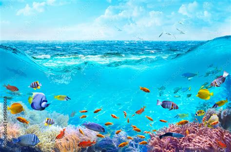 Colorful tropical fish in coastal waters. Animals of the underwater sea ...