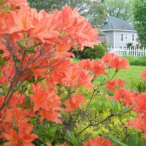 1 X ORANGE AZALEA JAPANESE EVERGREEN SHRUB HARDY GARDEN PLANT IN POT | eBay