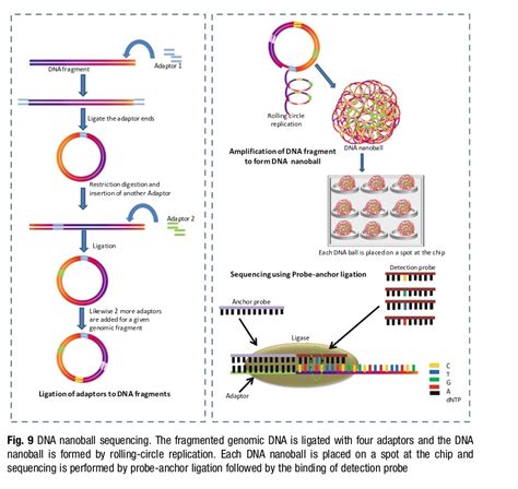 Overview of Sequencing Technologies - MyBioSource Learning Center