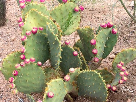 Grazing in the Deserts of Mexico - Plant Talk