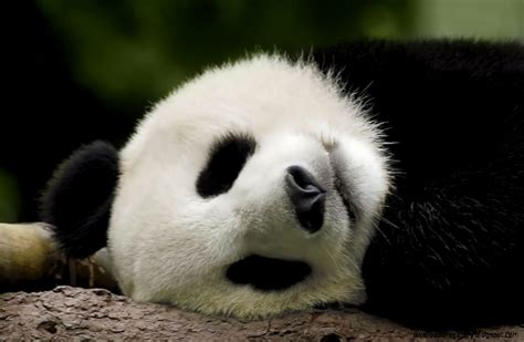 Cute Baby Panda Wallpaper | Wallpapers Gallery