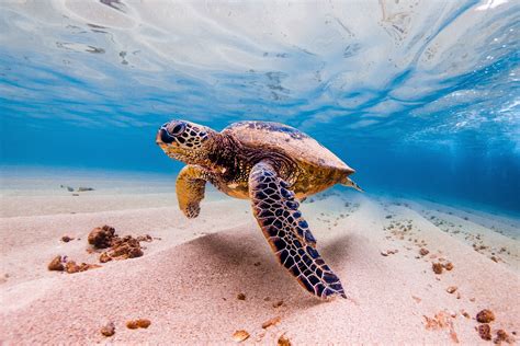 Impresión fotográfica de aluminio/lienzo de tortuga marina - Etsy España