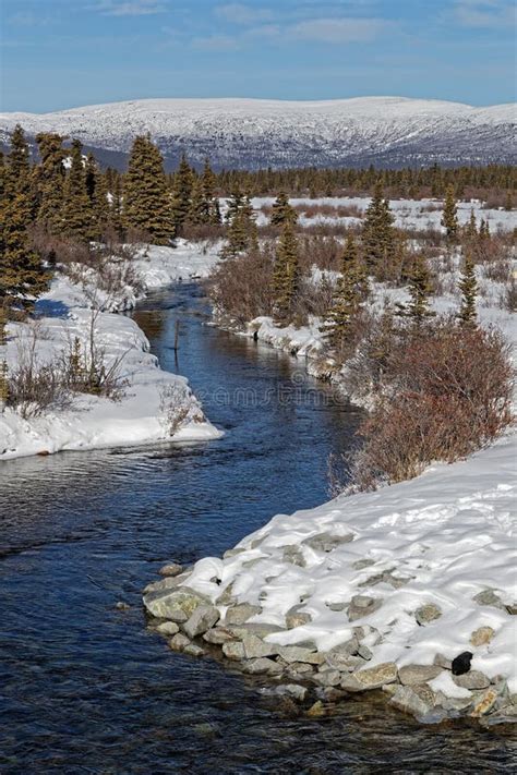 Yukon Landscape of River in Winter Stock Photo - Image of canada, cold ...