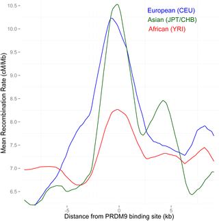 Recombination in the Human Pseudoautosomal Region PAR1