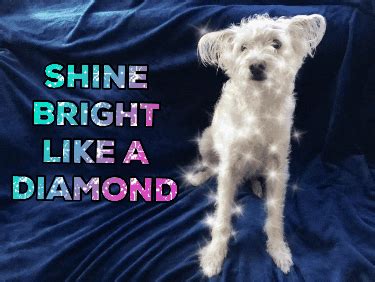 Shine Bright GIFs - Find & Share on GIPHY