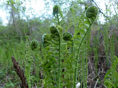 Fiddlehead: Pictures, Flowers, Leaves & Identification | Matteuccia ...