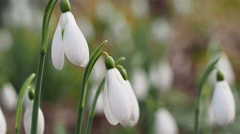 Anglesey Abbey, Gardens & Lode Mill | Cambs | National Trust