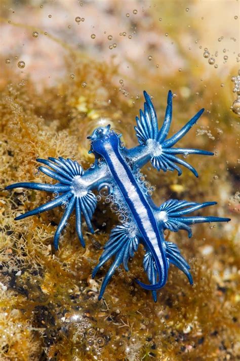 9 Cool Blue Sea Dragon Facts (Glaucus atlanticus) - Fact Animal