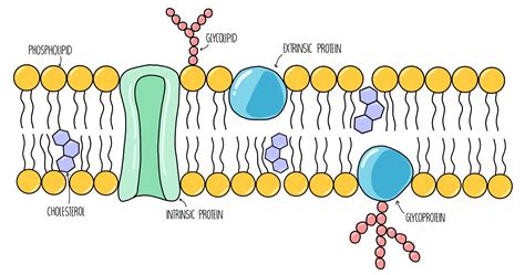 Biological Membranes (A-Level) — the science sauce