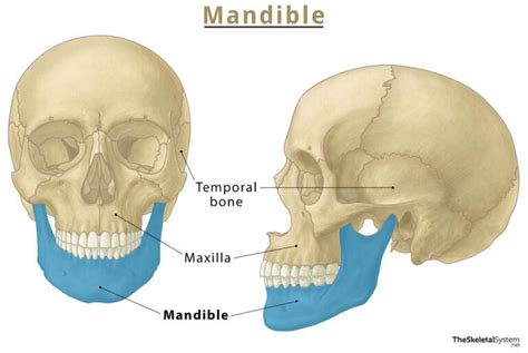 Mandible (Lower Jaw Bone) – Location, Functions, & Anatomy