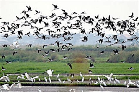 See the Candaba Bird Sanctuary in Pampanga | Travel to the Philippines