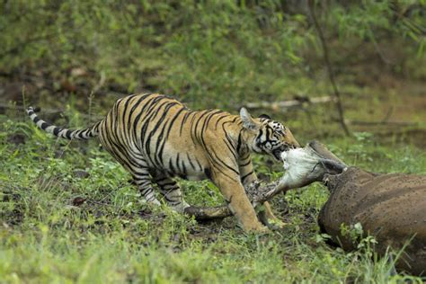 What Do Tigers Eat? Discover the Tiger Diet (with Photos) - WildlifeTrip