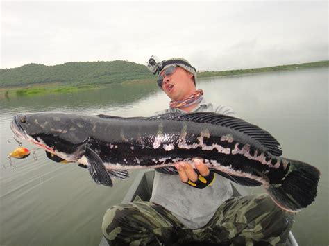 Thailand Giant Snakehead (Toman) And Wild Fishing.: 8KG Massive MAMA ...