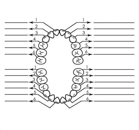 Printable Blank Tooth Chart