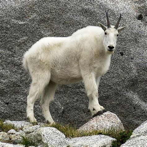 Mountain goat - Wikipedia