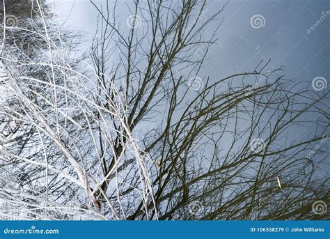 Dead Tree Water Pond Reflection Stock Image - Image of environment ...