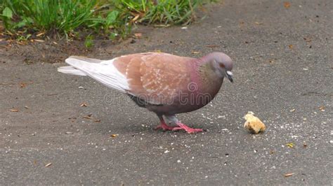 Birds eating bread crumbs stock footage. Video of jumping - 153769752