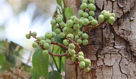 Gular Tree: Information, Physical Characteristics, Maintenance