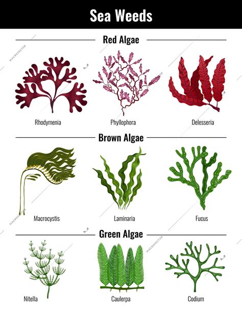 Red brown green algae seaweeds collection botanical educative info ...