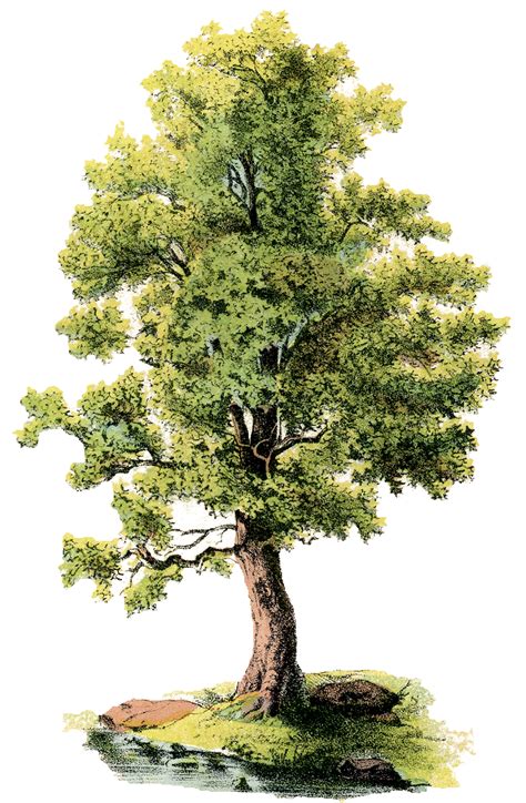 Free Trees Clipart