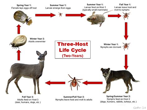 Tick Biology - Cooperative Extension: Tick Lab - University of Maine ...