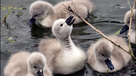 baby swan - Baby Animals Photo (19796028) - Fanpop