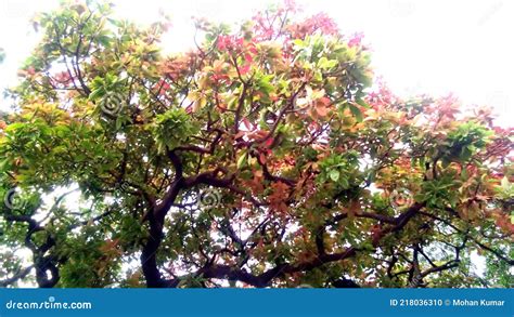 Madhuca Longifolia Mahua Tree Stock Photo - Image of evergreen, madhuka ...