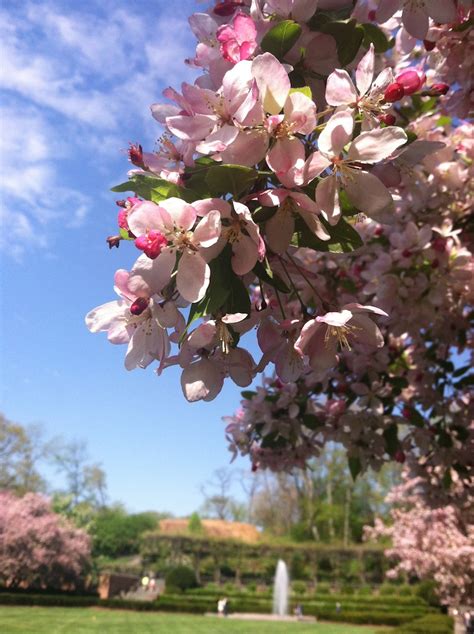 Spring Splendor in Central Park's Conservatory Garden