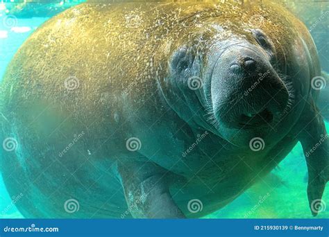 Manatee feeding underwater stock image. Image of food - 215930139