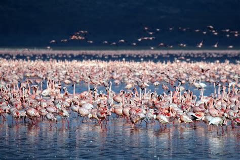 Places to Visit in Lake Nakuru, Tourist Attractions in Lake Nakuru ...