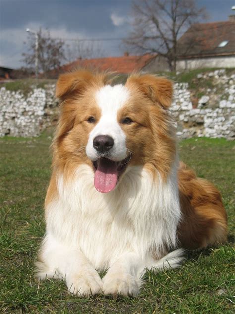 border collie elegance - a photo on Flickriver | Red border collie ...