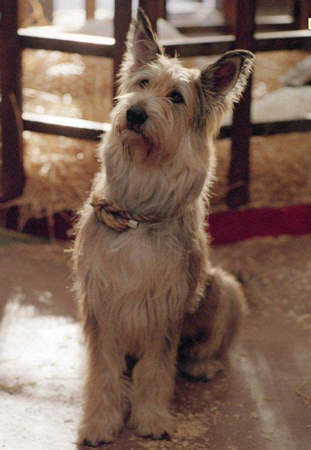 Because of Winn-Dixie (Film) – Winn-Dixie | Dog breeds, Beautiful dogs ...