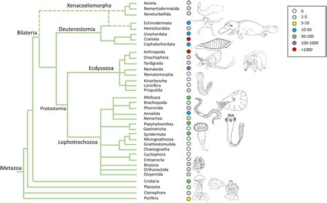 Frontiers | Assembling animals: trees, genomes, cells, and contrast to ...