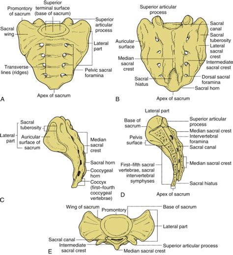 Sacral Vertebrae Diagram