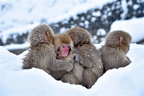 Nagano: Winter Sports and Snow Monkeys - INDOTIM.NET