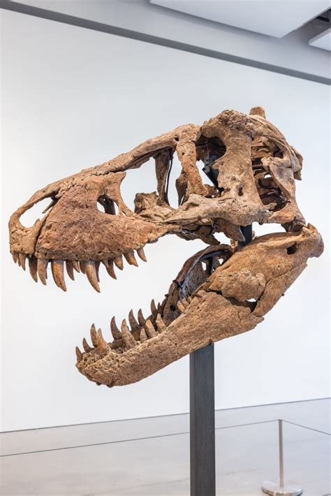 One of the Most Complete T. Rex Skulls Ever Found May Fetch $20 Million ...