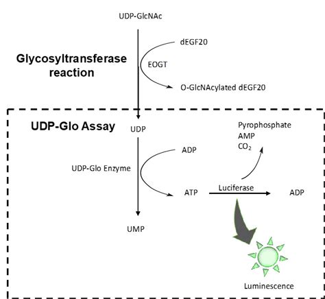 Enzyme assay of O-GlcNAc transferase - Glycoscience Protocols ...