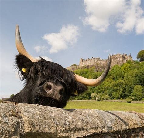 THE 15 BEST Things to Do in Stirling - 2022 (with Photos) - Tripadvisor