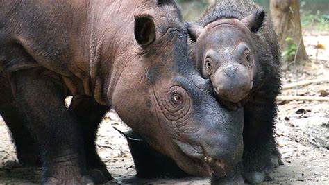 | Taronga Conservation Society Australia