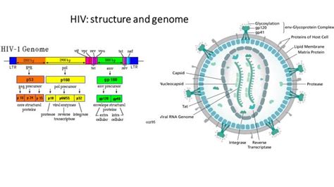 Structure, genome and proteins of HIV - Online Biology Notes