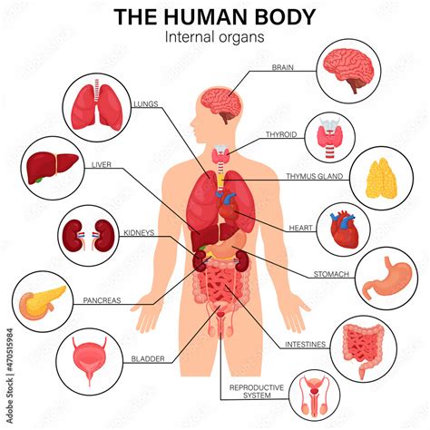 Human body internal organs diagram flat infographic poster with icons ...