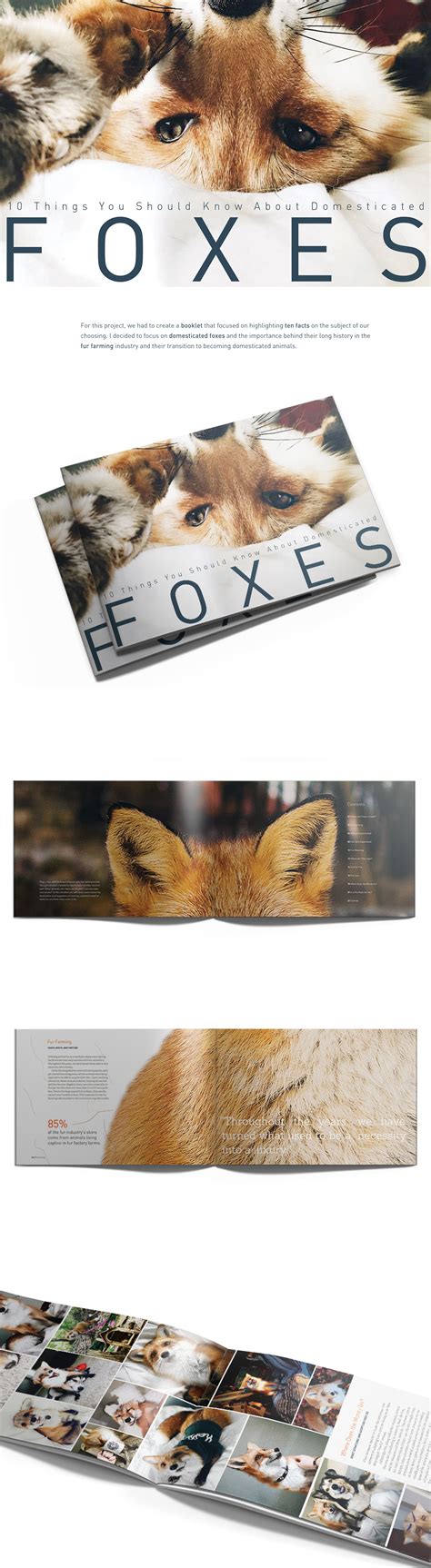 10 Things You Should Know About Domesticated Foxes on Behance