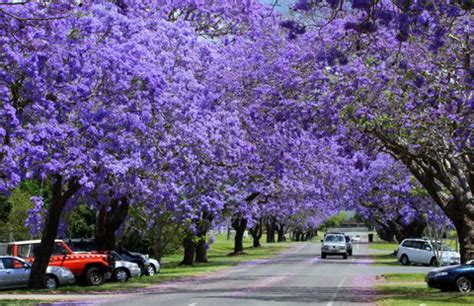 2022 Grafton Jacaranda Festival arrives I Australian Rural & Regional News