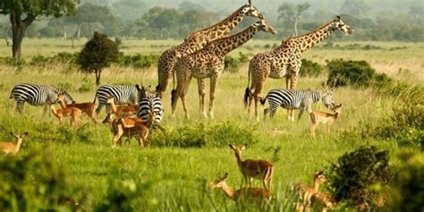 Safari Animals: 15 Iconic Animals To Spot On A Game Drive ️